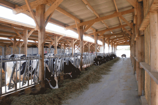 Stabulation pour vaches laitières en kit