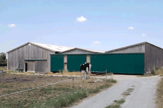Stabulations stabeco pour vaches laitières avec conduit en lisier simplifier
